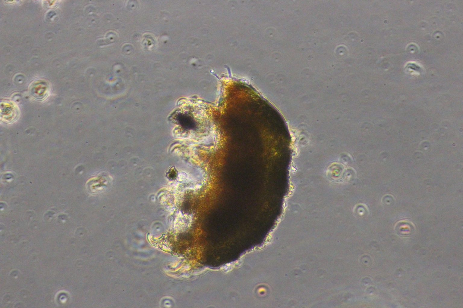 クマムシの歩く様子（宇治にて）！ │ 京都大学 緒方研究室 微生物生態学・進化学・バイオインフォマティクス